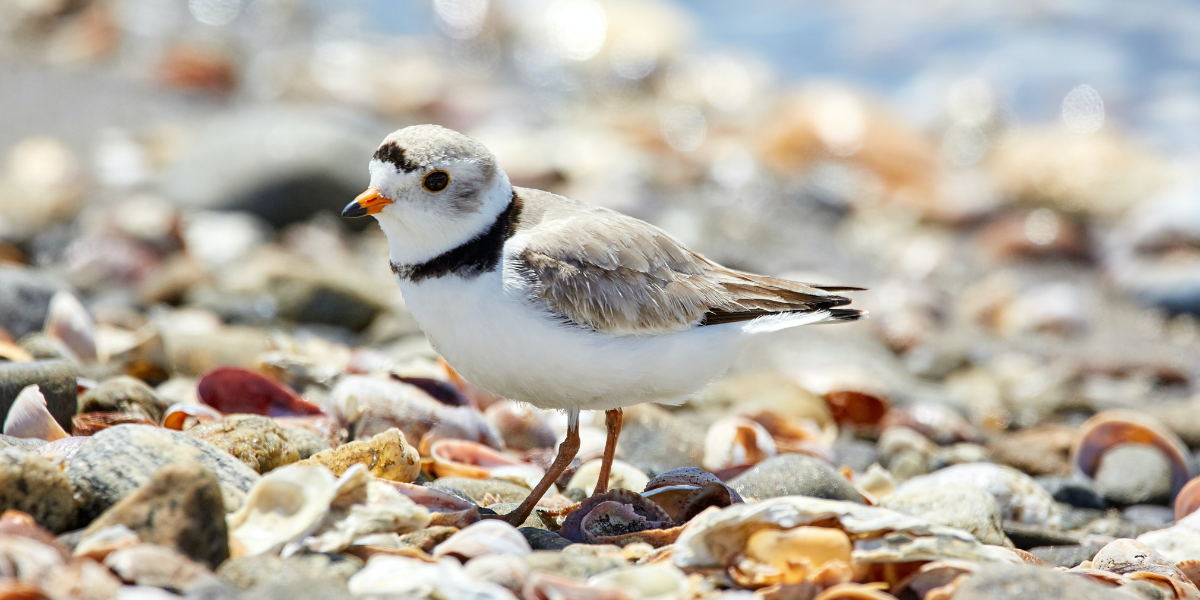 Aves Bird Friendly Coffee is for coffee lovers, environmentalists and humanitarians. We use only high-quality coffee that is grown without pesticides or chemical fertilizers, using methods that protect bird habitats. We work to ensure the farmers who grow