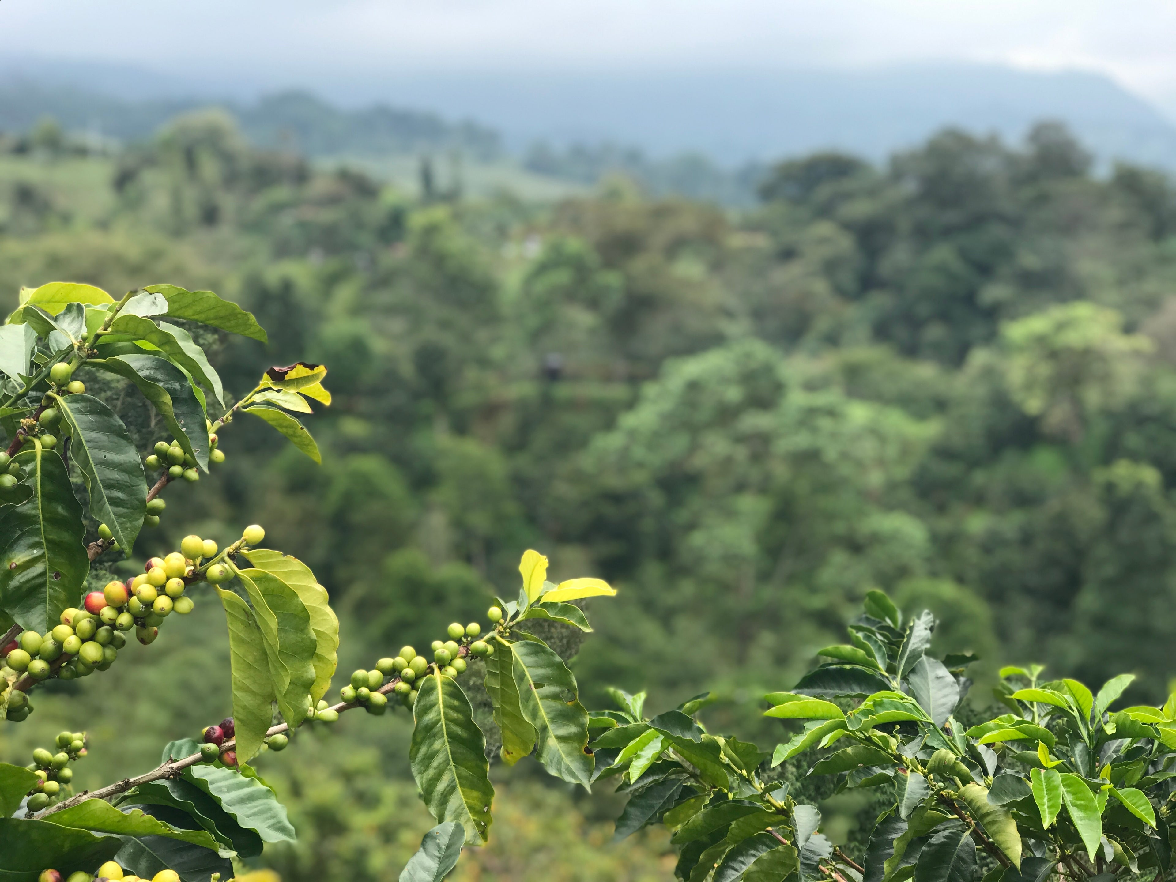 Fair-trade, Organic Coffee, Bird Friendly Coffee, Sustainable coffee, environmental friendly, Sustainable product, sustainable business, eco friendly, bird and beans, roasted beans, green coffee, single origin coffee, best coffee, best coffee, coffee roaster, best coffee nearby, free shipping, free local deliveries, new coffee roaster, Variety pack, coffee subscription, new coffee, best coffee seller, coffee shops, cafe near me, arabica coffee, iced latte, espresso, pour overs, drip coffee, decaf coffee