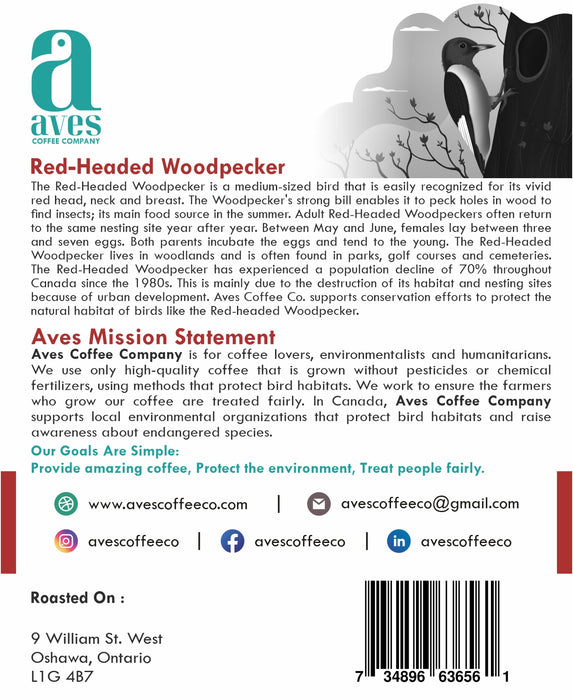 Red-Headed Woodpecker Ethiopia Medium Roast